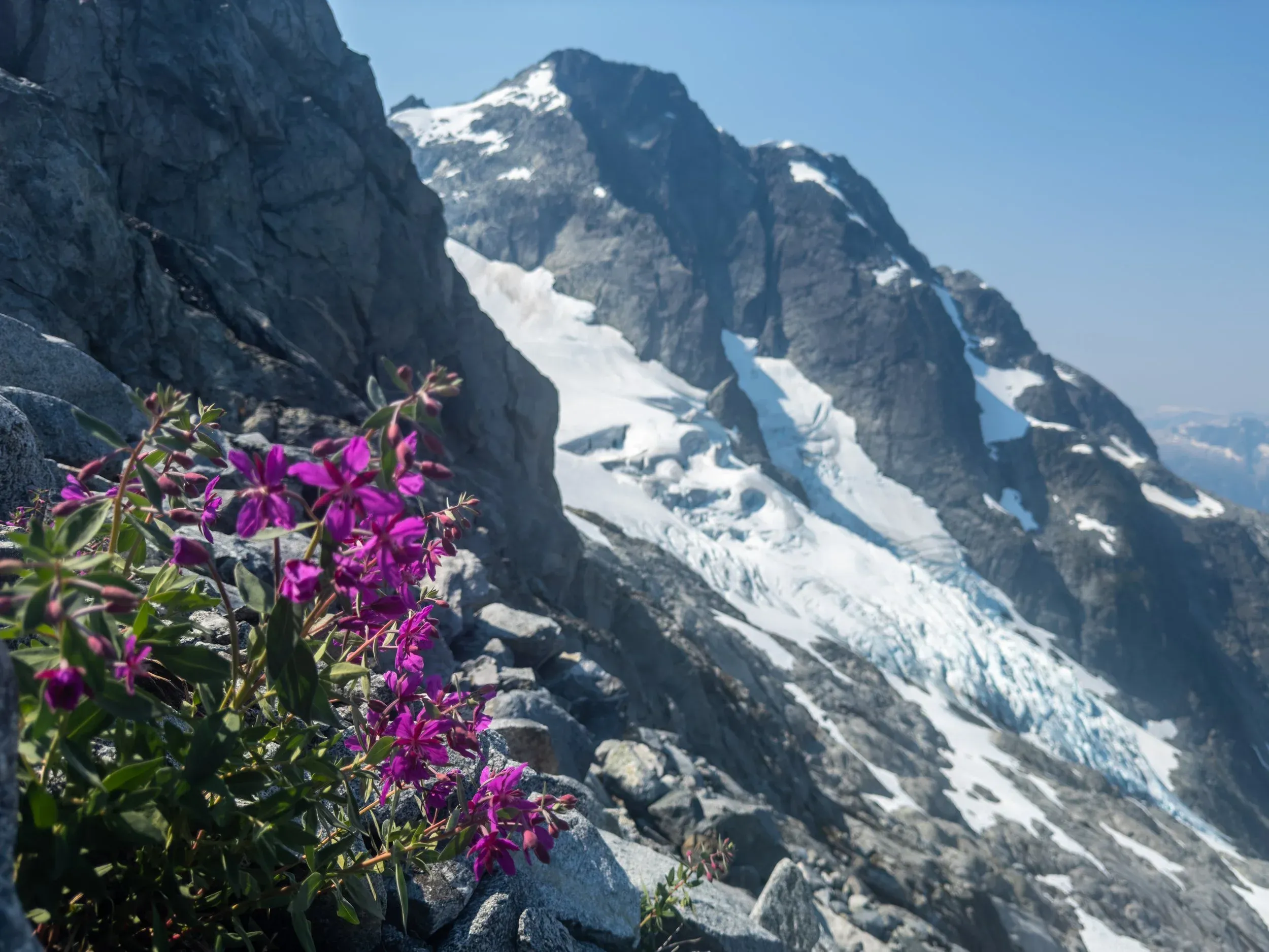 Flowers on the slopes of Pelion