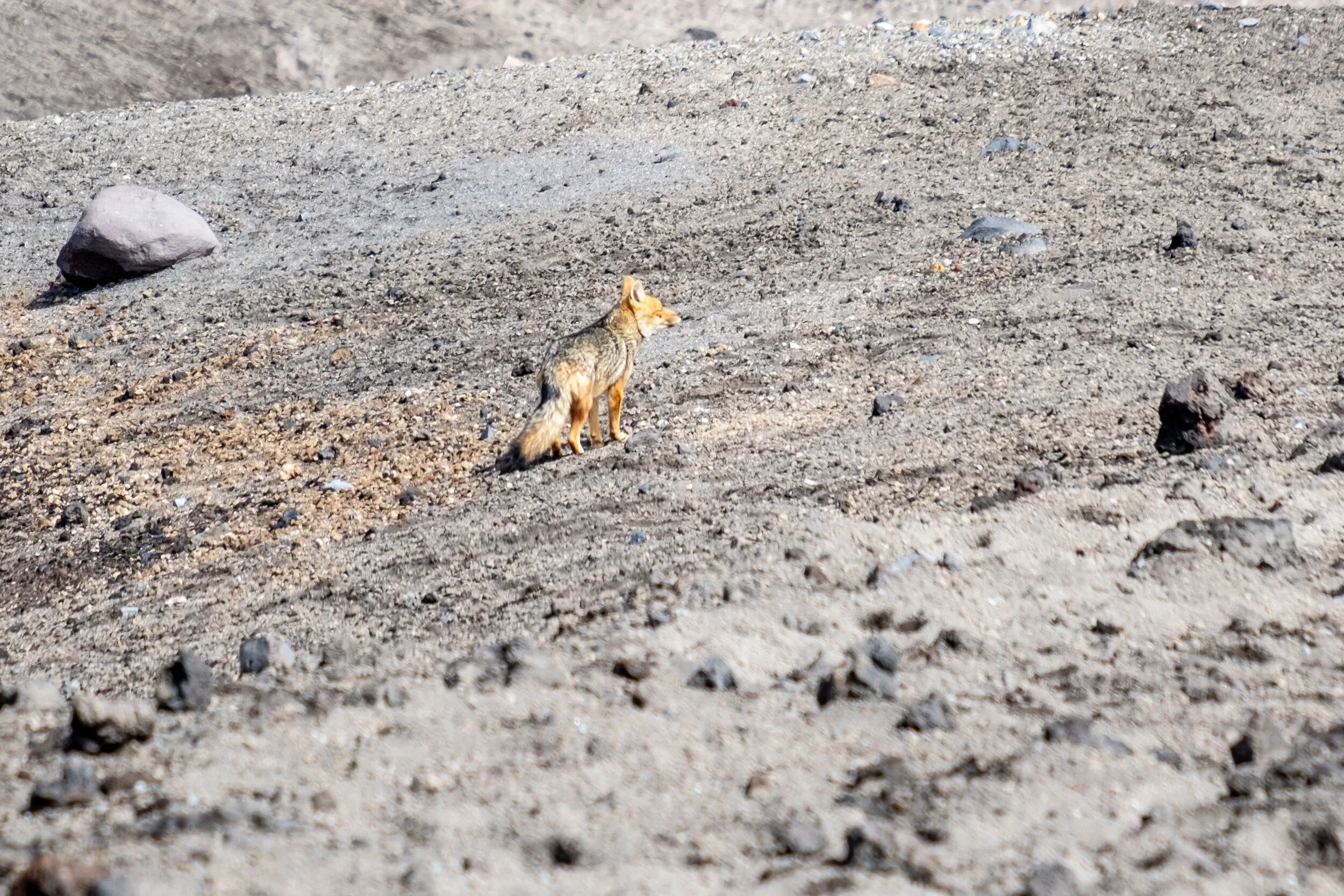 A lone Ecuadorian Andean Wolf