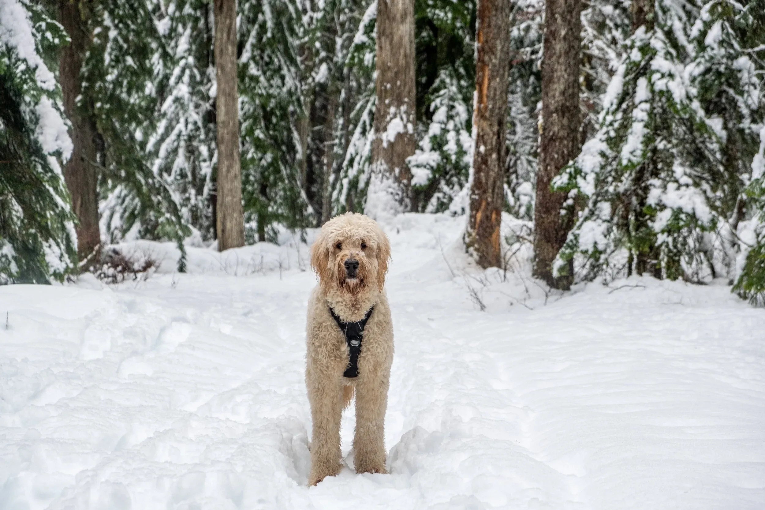 You know you’re an obsessive dog parent when you have 15 good photos of your pup on a walk to a waterfall, but none of the waterfall itself.