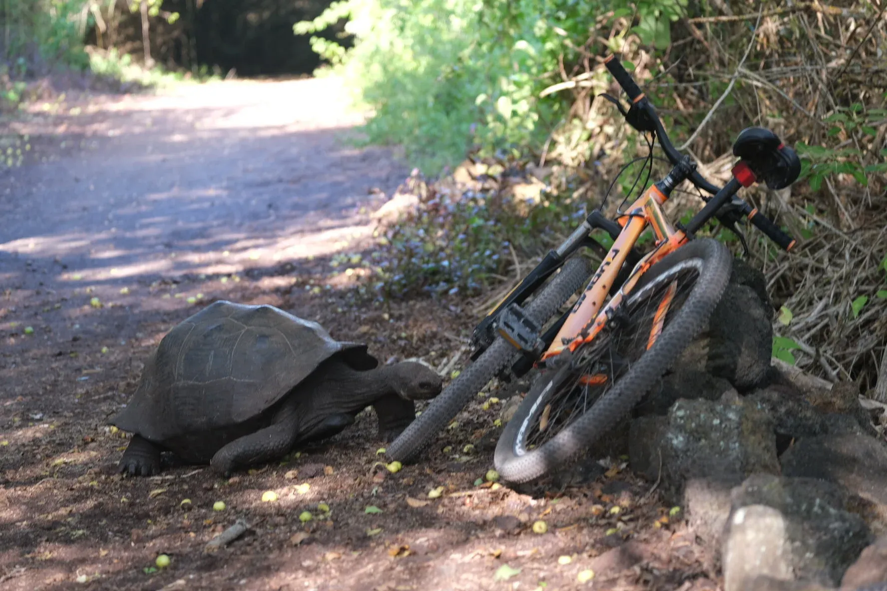 Rampant Isabella Bike Thieves