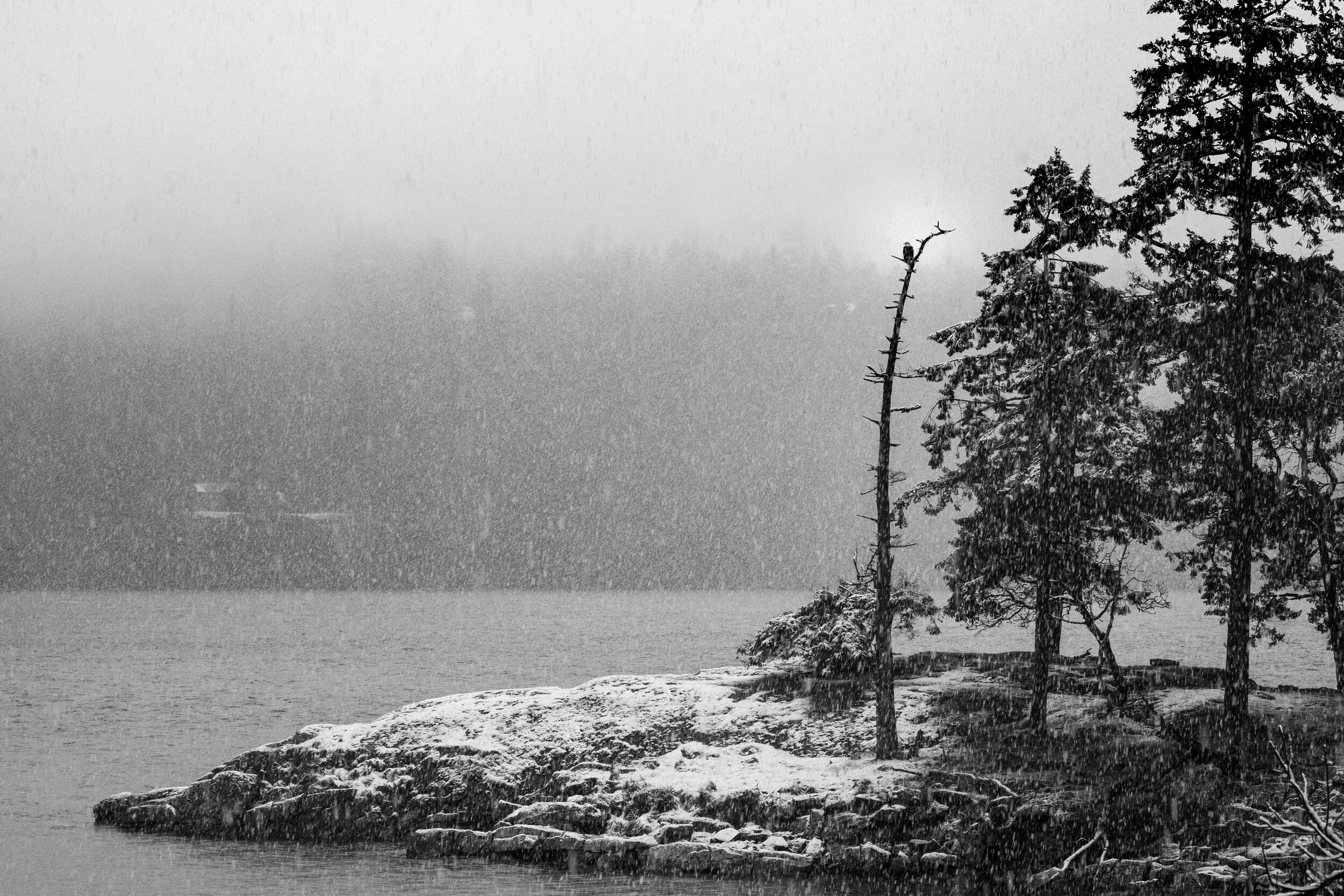 Winter followed me down from the mountains, which provided unique photo opportunities on the typically temperate Mayne Island