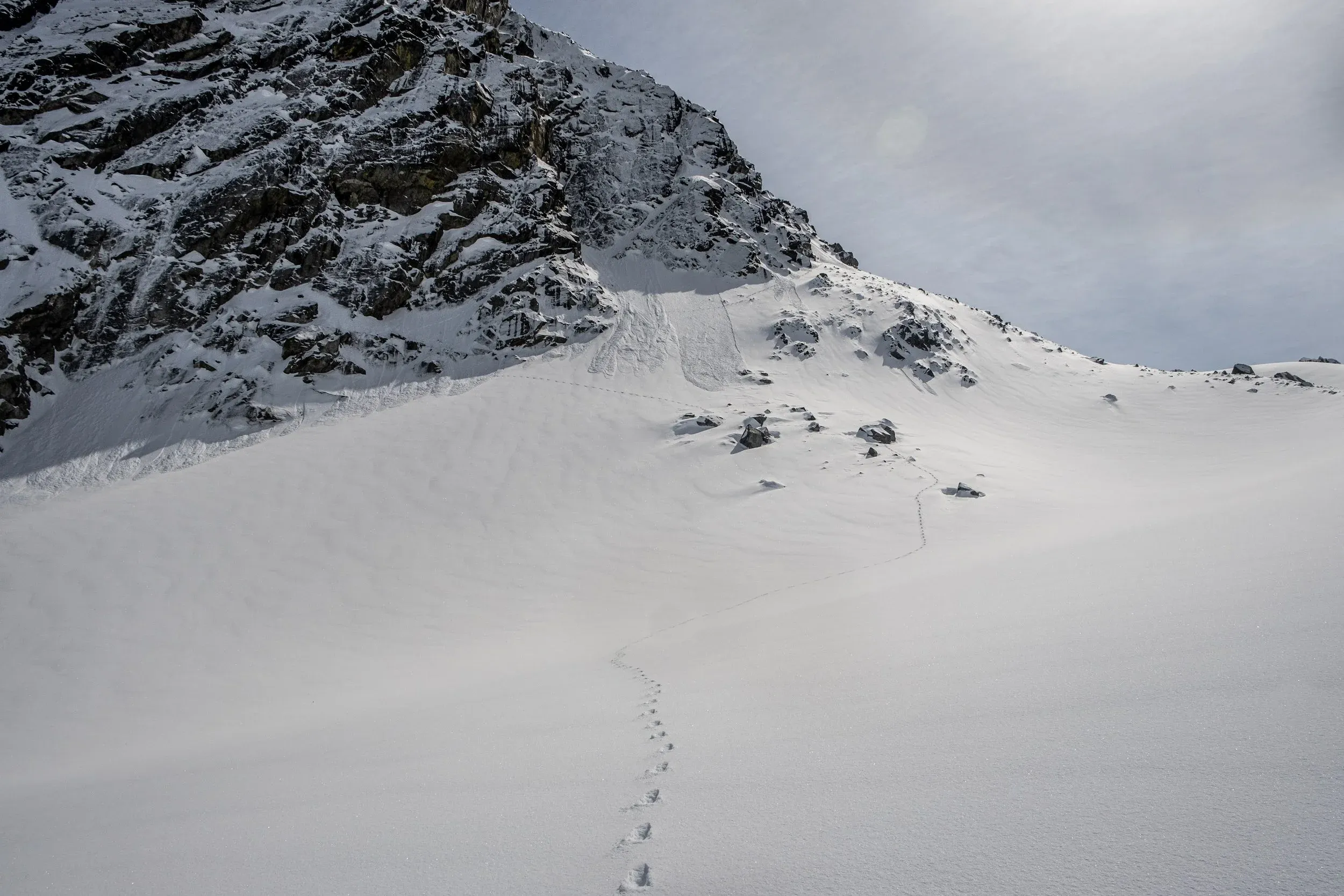 Adventurous animal tracks, not sure what kind?
